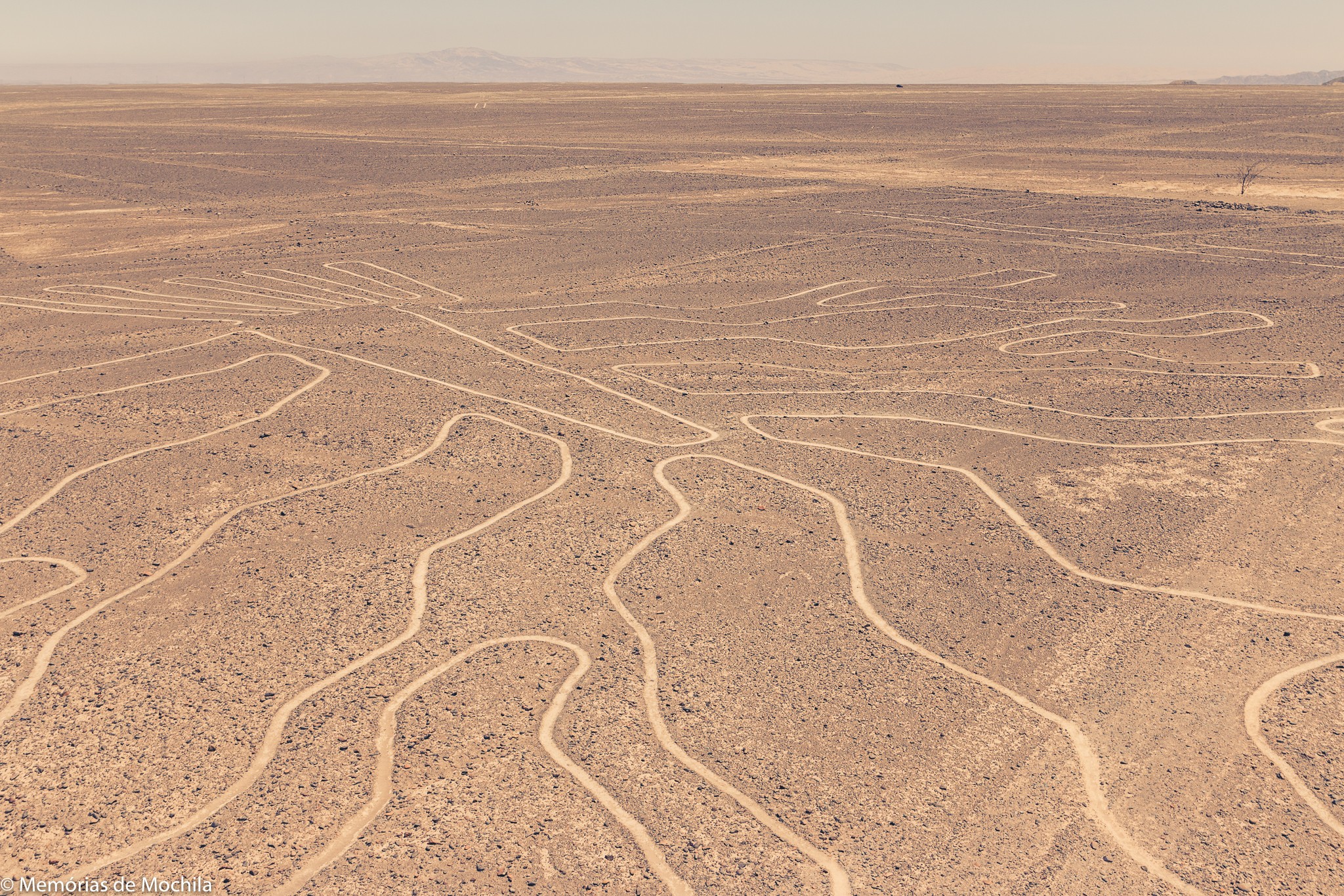 Como ver as Linhas de Nasca por 1 dólar árvore nasca