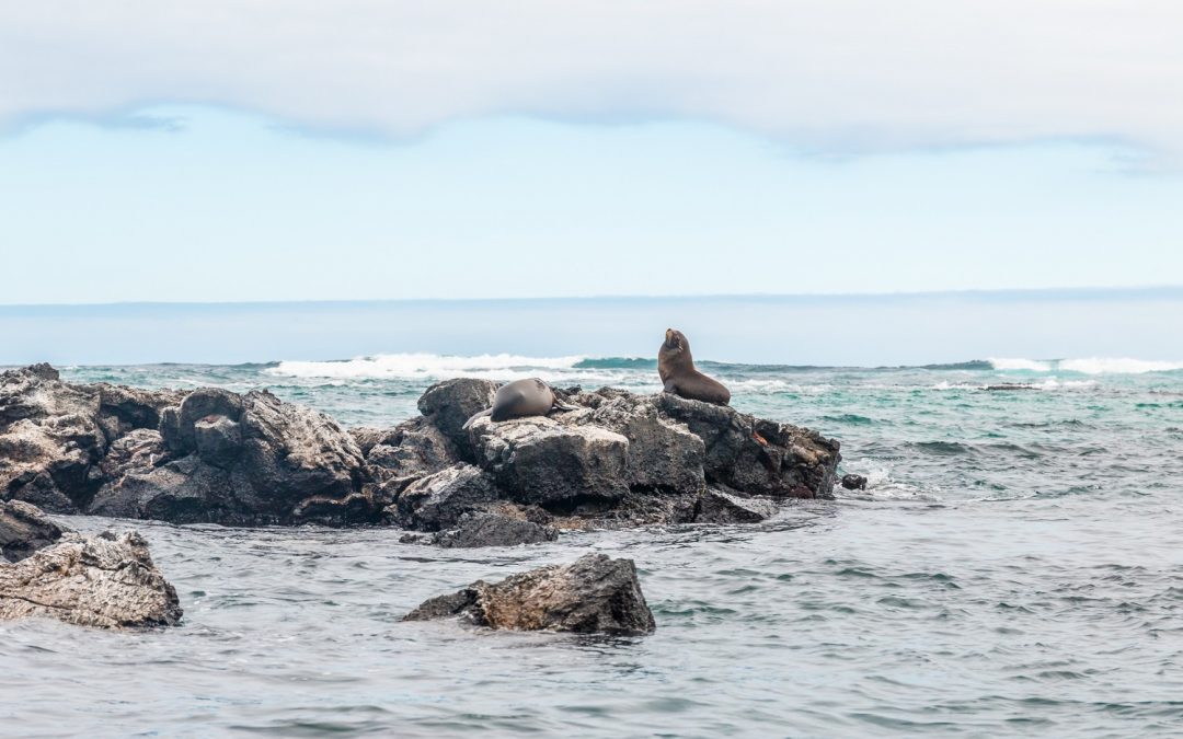 O dia em que quase não fomos a Galápagos