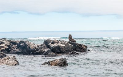 O dia em que quase não fomos a Galápagos