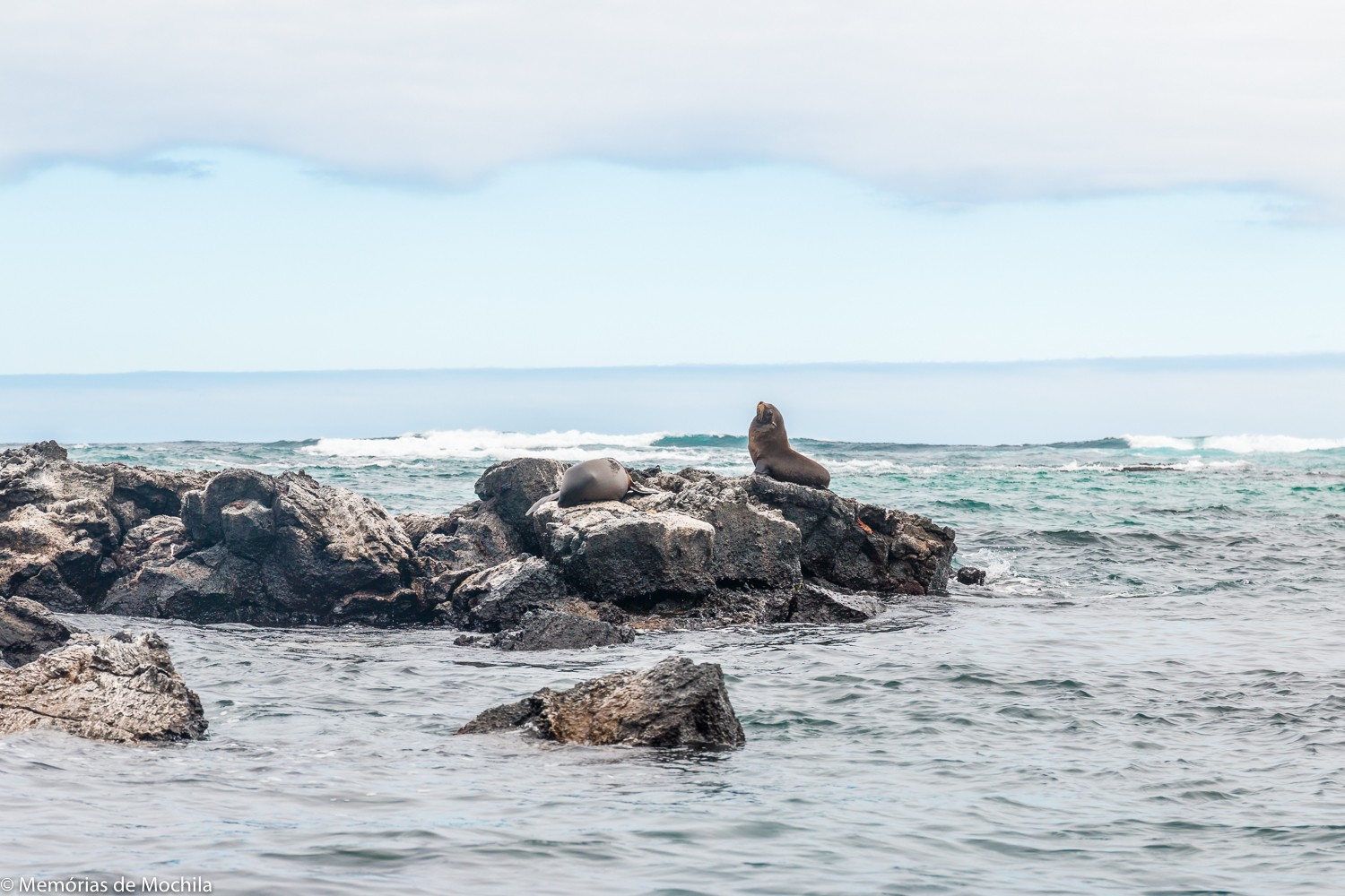 lobos marinhos galapagos