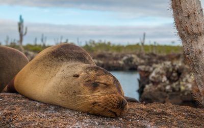 Nossa experiência em Galápagos – Ilha Isabela
