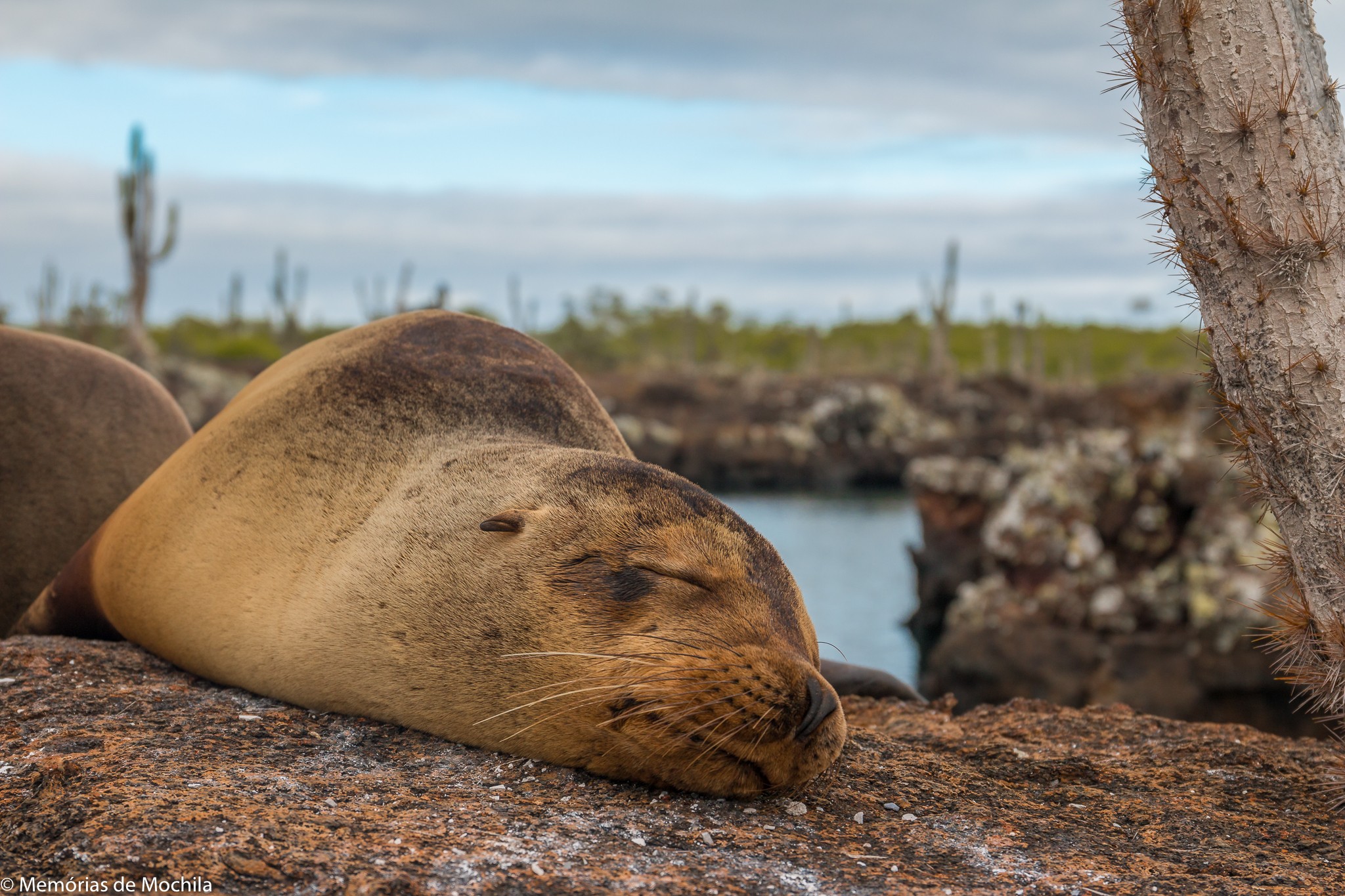 Nossa experiência em Galápagos - Ilha Isabela leão marinho dormindo galapagos