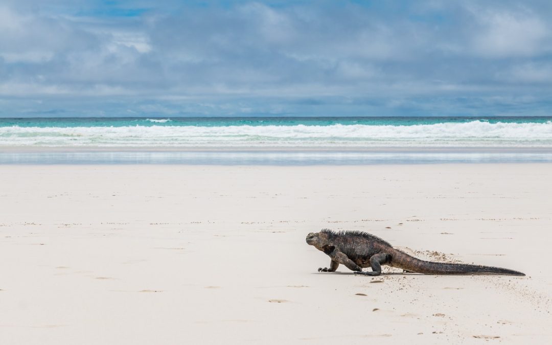 Nossa experiência em Galápagos – Ilha Santa Cruz