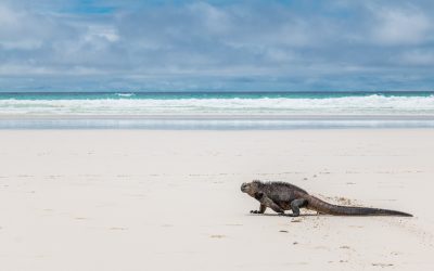 Nossa experiência em Galápagos – Ilha Santa Cruz