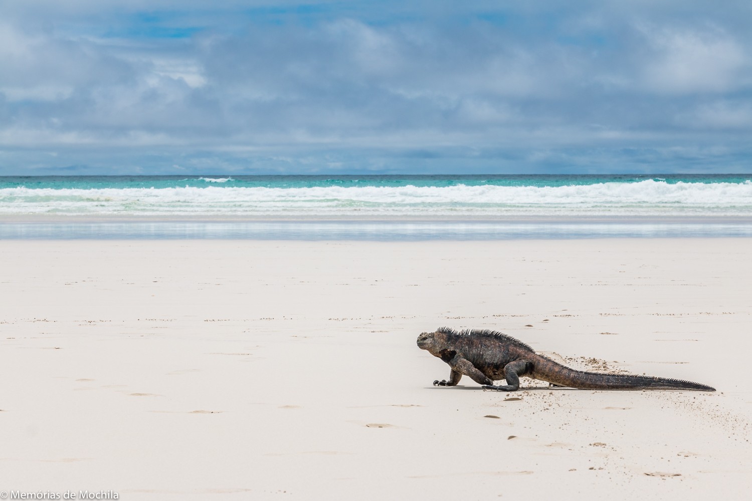 Nossa experiência em Galápagos - Ilha Santa Cruz iguana torturga bay