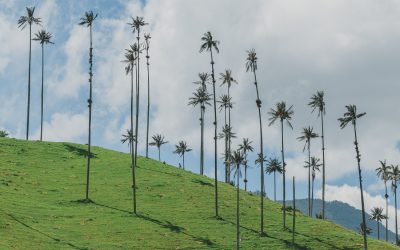 Como explorar o Vale do Cocora