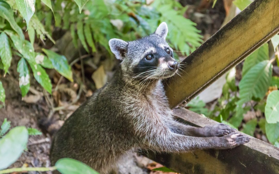 5 motivos para conhecer a Costa Rica