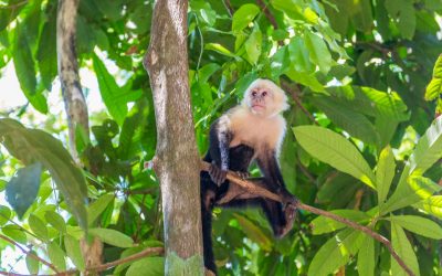 A beleza do Parque Nacional Manuel Antonio
