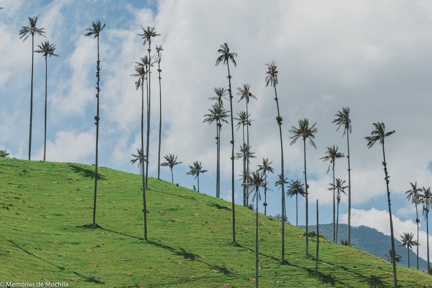 Como explorar o Vale do Cocora vale do cocora